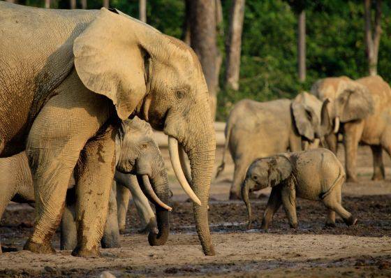 Elefanti di foresta. Foto: WWF/Carlos Drews.
